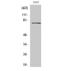 Anti-Dbf4 antibody
