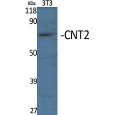 Anti-CNT2 antibody