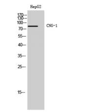 Anti-CNG-1 antibody