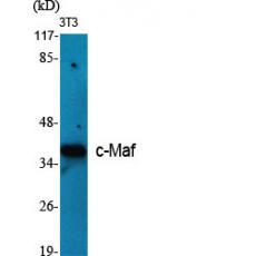 Anti-c-Maf antibody
