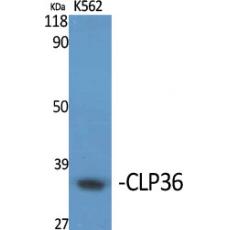 Anti-CLP36 antibody