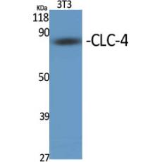 Anti-CLC-4 antibody