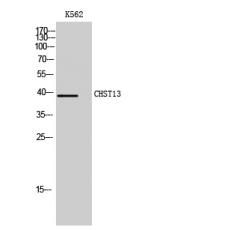 Anti-CHST13 antibody