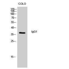 Anti-IgG1 antibody