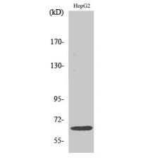 Anti-IL-10Rα antibody