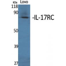 Anti-IL-17RC antibody