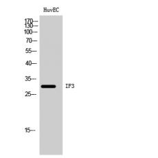 Anti-IF3 antibody