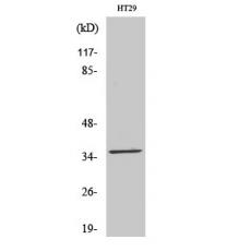 Anti-LTB4DH antibody