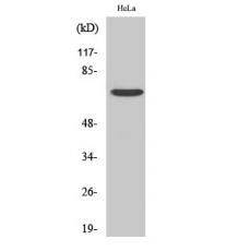 Anti-Frizzled-1 antibody