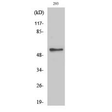 Anti-HSF-27 antibody