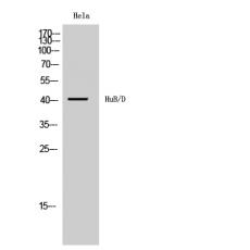 Anti-HuB/D antibody