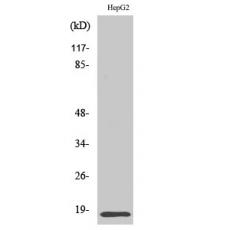 Anti-Id4 antibody