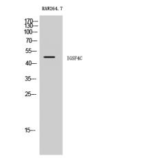 Anti-IGSF4C antibody