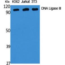 Anti-DNA Ligase III antibody
