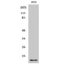 Anti-CRABP-II antibody