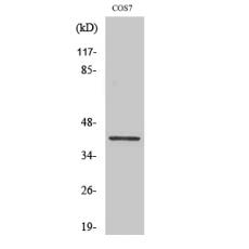 Anti-Crk-L antibody