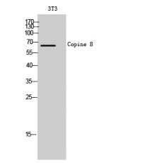 Anti-Copine 8 antibody