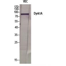 Anti-Dyrk1A antibody