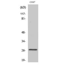 Anti-DUSP19 antibody