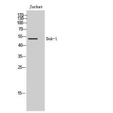 Anti-Dok-1 antibody