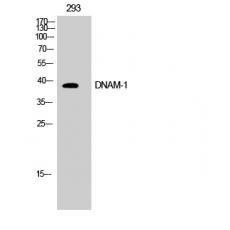 Anti-DNAM-1 antibody