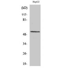 Anti-Cyclin L1 antibody