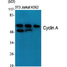 Anti-Cyclin A antibody
