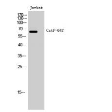 Anti-CstF-64T antibody