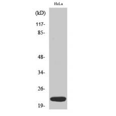 Anti-Dynein LC 1 antibody