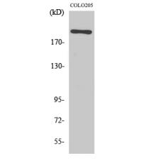 Anti-EGFL4 antibody