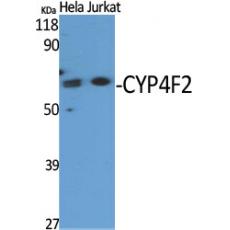 Anti-CYP4F2 antibody