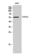 Anti-CYP3A7 antibody