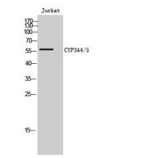 Anti-CYP3A4/5 antibody