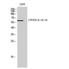 Anti-CYP2C8/9/18/19 antibody