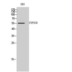 Anti-CYP2C8 antibody