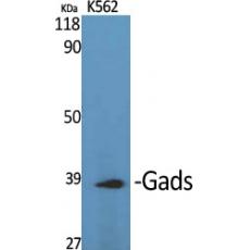 Anti-Gads antibody