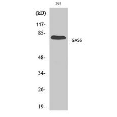 Anti-Gas6 antibody