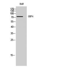 Anti-GBP4 antibody