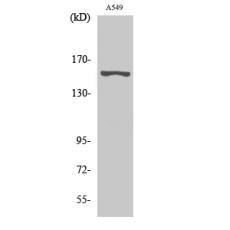 Anti-GPR116 antibody