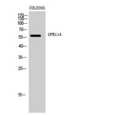 Anti-GPR114 antibody
