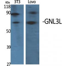 Anti-GNL3L antibody