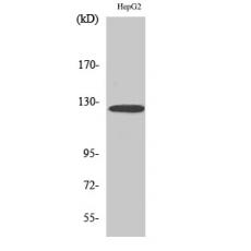 Anti-Fibulin-2 antibody