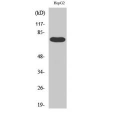 Anti-FASTKD3 antibody