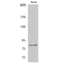 Anti-FASTKD2 antibody