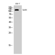Anti-EphB1 antibody