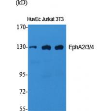 Anti-EphA2/3/4 antibody