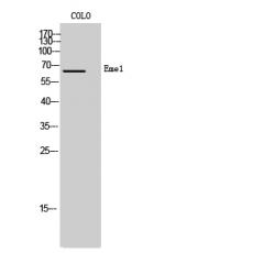 Anti-Eme1 antibody