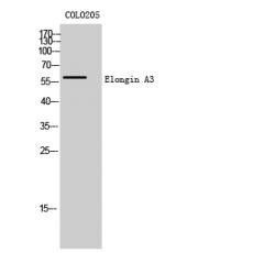 Anti-Elongin A3 antibody