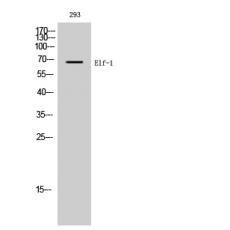 Anti-Elf-1 antibody