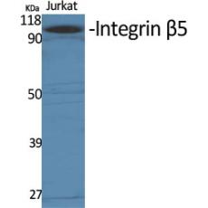 Anti-Integrin β5 antibody